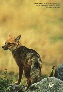 Zorro andino (Dusicyon culpaeus)